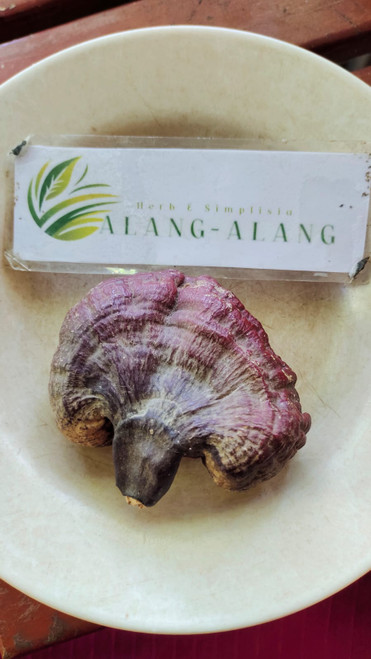 Lingzhi Jamur (Ganoderma lucidum) Dried, 85 Grams