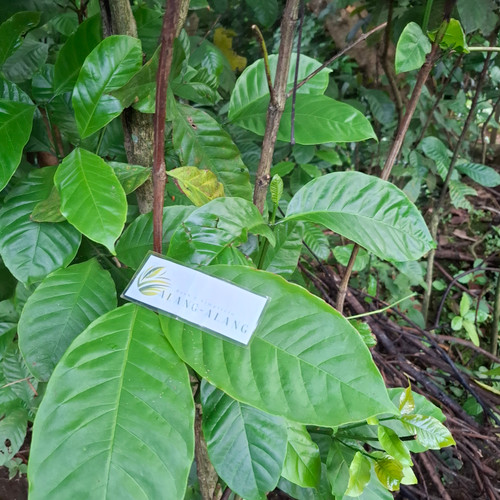 Daun Kopi - Coffee Leaves, 30 Gram