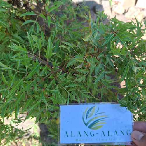 Berlangkas (Polyscias fruticosa) Ming Aralia, 30 Grams