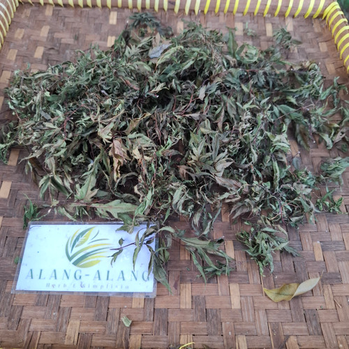 Berlangkas (Polyscias fruticosa) Ming Aralia, 30 Grams