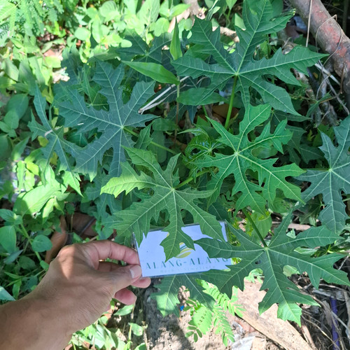 Tree Spinach (Cnidoscolus aconitifolius) Chaya, 30 Grams