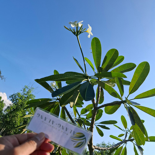 Kamboja - Frangipani Leaves, 30 Grams
