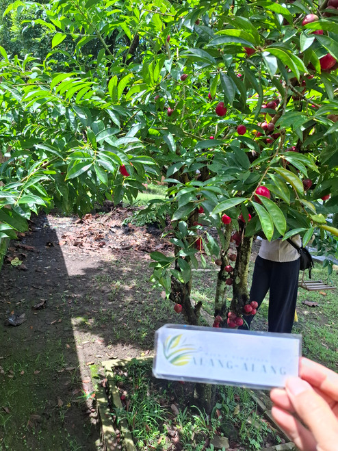 Mahkota Dewa (Phaleria macrocarpa) God's Crown, 30 Grams