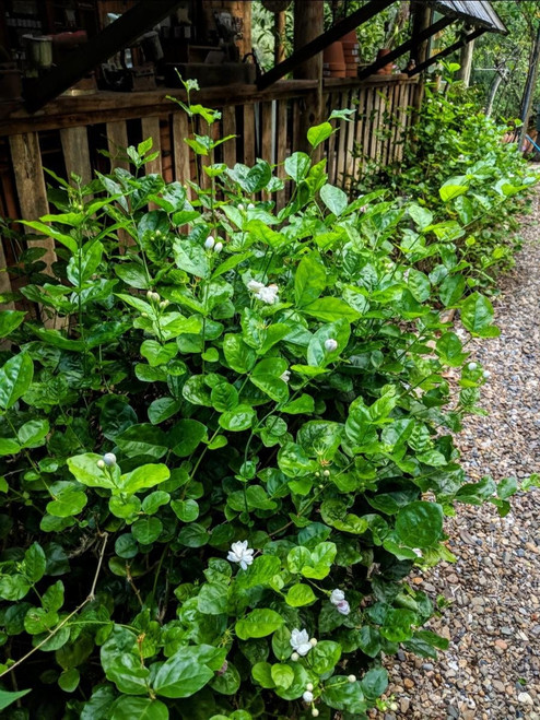Melati (Jasminum) Jasmine, 30 Grams