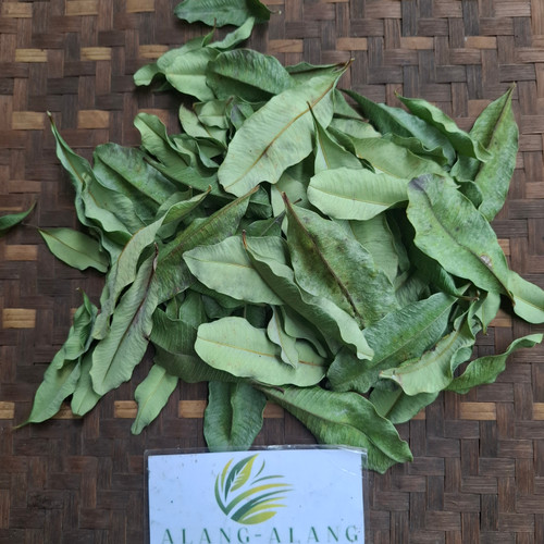 Pulai (Alstonia scholaris) Blackboard Tree, 30 Gram