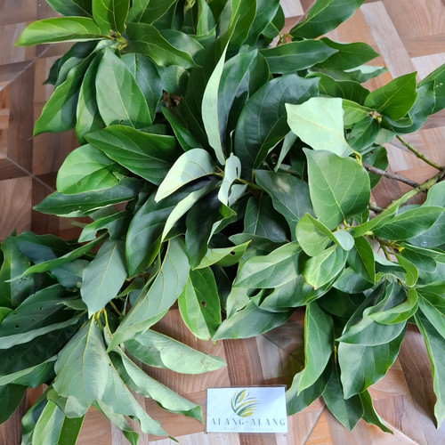 Alpukat (Persea americana) Avocado, 30 Gram