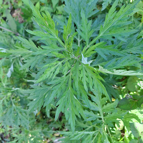 Baru Cina (Artemisia vulgaris) Mugwort, 30 Grams
