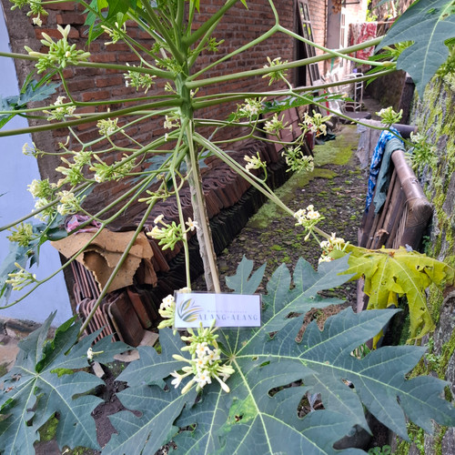 Pepaya (Carica Papaya), 30 Grams