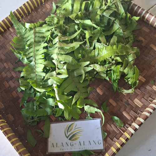 Vegetable fern (Diplazium esculentum), 30 Grams