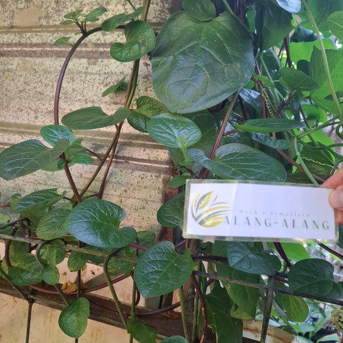 Gendola ( Basella Alba ) Malabar Spinach, 30 Grams