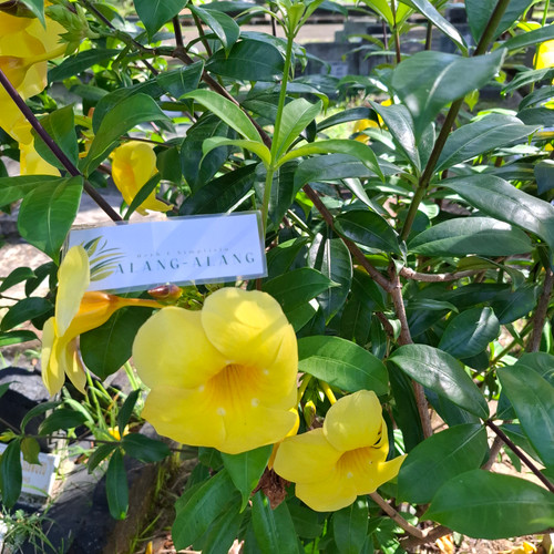 Alamanda (Allamanda cathartica) Golden Trumpet, 30 Gram