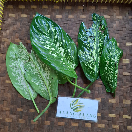 Sri Rejeki (Aglaonema ) Chinese Evergreen, 30 Gram