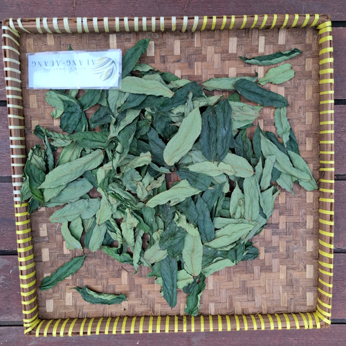 Belimbing Wuluh (Averrhoa bilimbi) Cucumber Tree