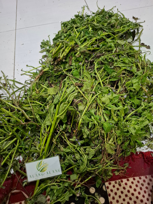 Sangketan (Heliotropium indicum) Indian Turnsole, 180 Gram
