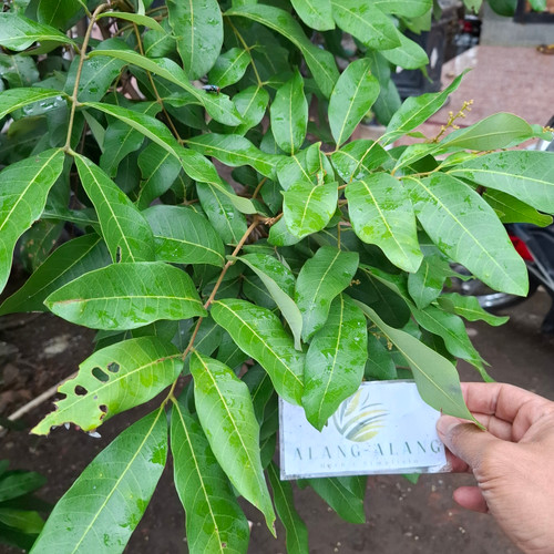 Lengkeng (Dimocarpus Longan), 600 Grams