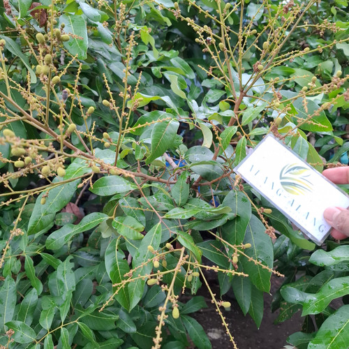 Lengkeng (Dimocarpus Longan), 600 Grams