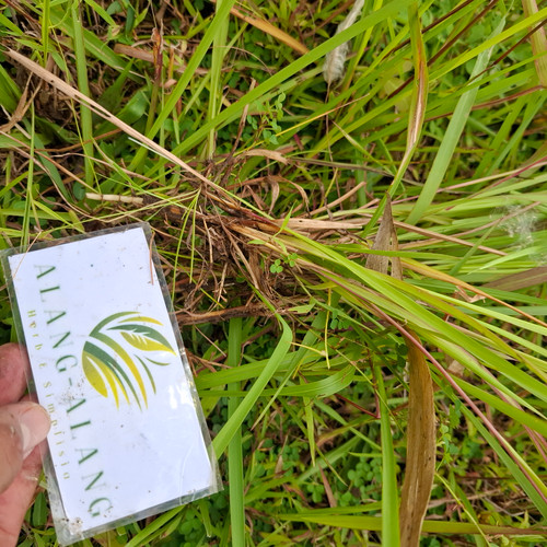 Akar Alang-alang (Imperata cylindrica) Cogon Grass Dried Root, 600 Grams