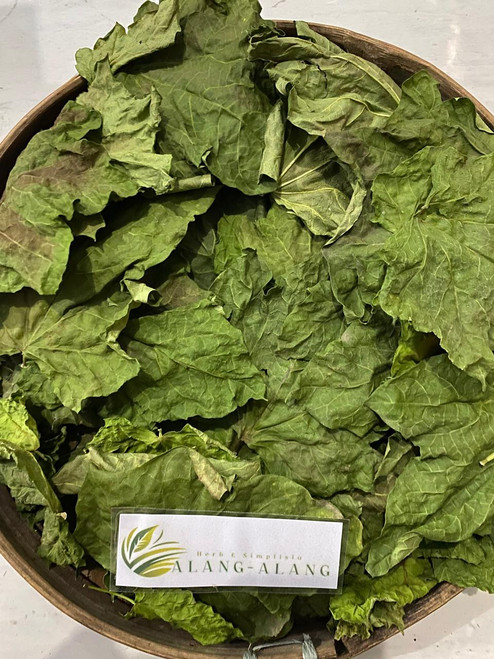 Jarak Pagar (Jatropha curcas), 90 Grams
