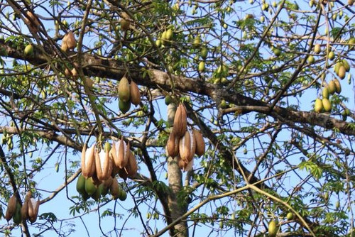 Kapuk Randu ( Ceiba pentandra ) Kapok Tree, 180 Gram
