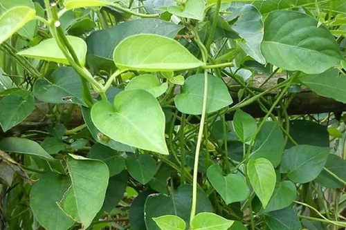 Sembukan (Paederia Foetida) skunkvine, 780 Gram