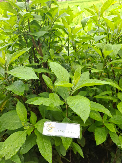 Afrika (Vernonia amygdalina) Bitter, 600 Gram