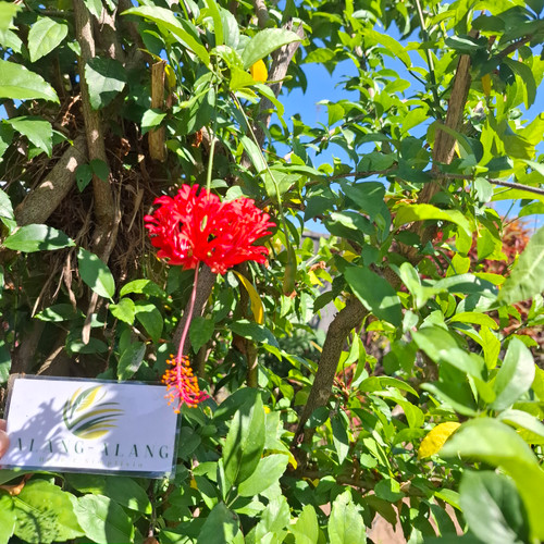 Sepatu Sungsang (Hibiscus schizopetalus) Coral Hibiscus, 360 Grams