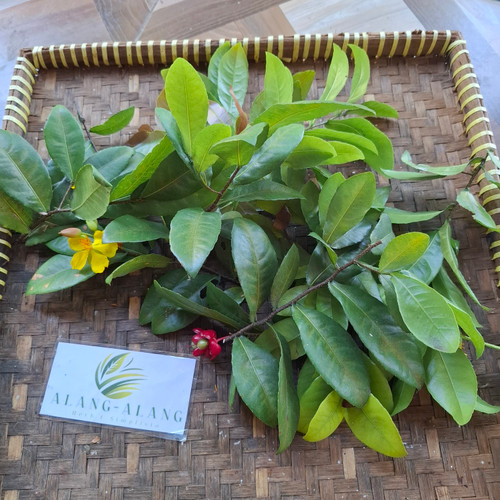 Bird's eye bush (Ochna Serrulata), 180 Grams