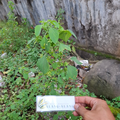 Anting-anting Kering (Acalypha indica), 180 Grams