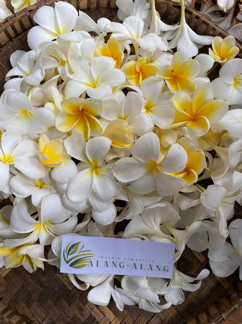 Bunga Kamboja (Plumeria) Frangipani Dried, 180 Grams