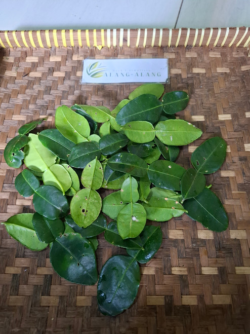 Jeruk Purut (Citrus hystrix) Kafir Lime, 600 Grams