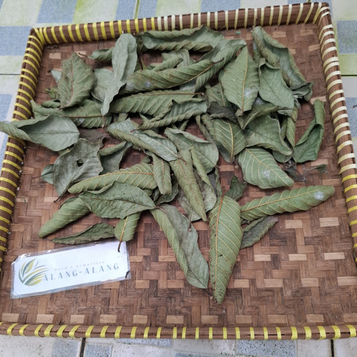 Jambu Biji (Psidium guajava) Guava, 780 Grams