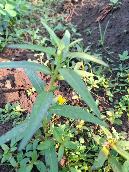 Lakum Air ( Ludwigia Octovalvis ) Mexican primrose-willow, 180 Grams