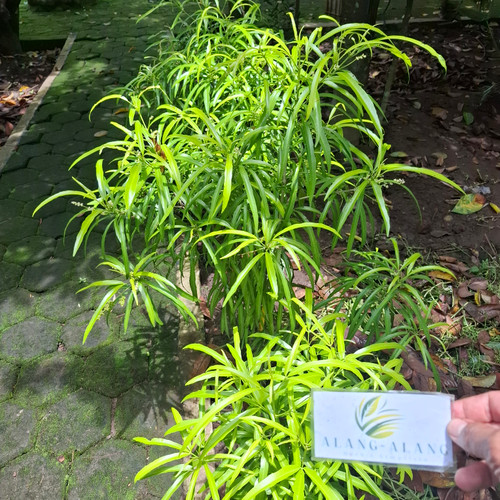 Zodia (Evodia suaveolens) lacy lady aralia, 780 Grams