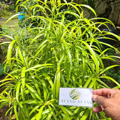 Zodia (Evodia suaveolens) lacy lady aralia, 780 Grams