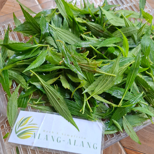 Teklan (Ageratina riparia) Mistflower, 360 Grams