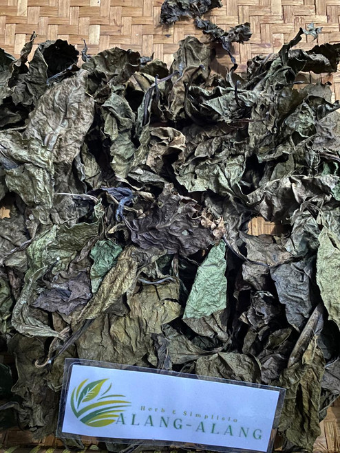 Ungu (Graptophyllum pictum), 90 Grams