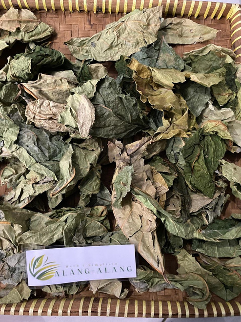Awar Awar (Ficus septica) Hauili Fig Tree, 90 Grams