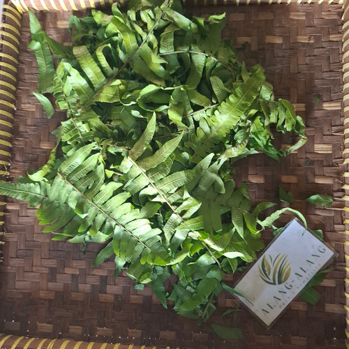 Vegetable fern (Diplazium esculentum), 90 Grams