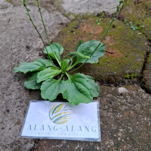 Sendok (Plantago Major) Broadleaf Plantain, 360 Grams