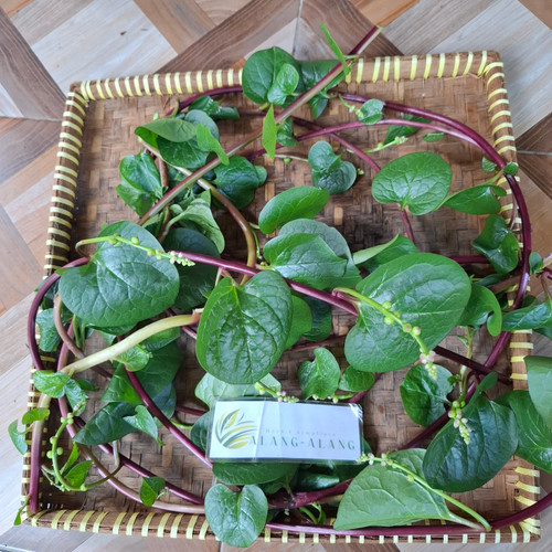 Gendola ( Basella Alba ) Malabar Spinach, 90 Grams