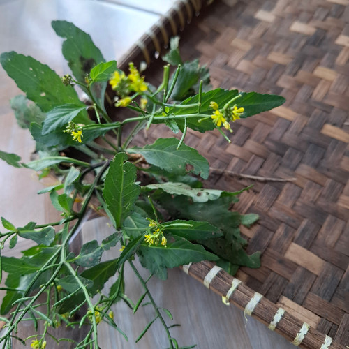 Sawi Tanah (Rorippa indica) Indian Yellow Cress, 180 Grams