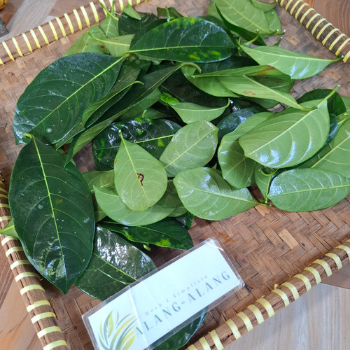 Nangka (Artocarpus heterophyllus) JackFruit, 180 Grams
