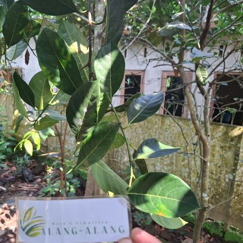 Nangka (Artocarpus heterophyllus) JackFruit, 600 Grams