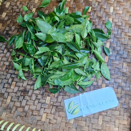 Sinyo Nakal ( Duranta erecta ) Golden Dewdrop, 90 Grams