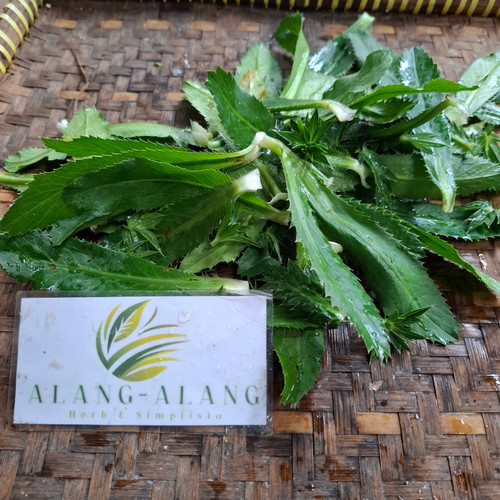 Walangan (Eryngium foetidum) Culantro, 180 Grams