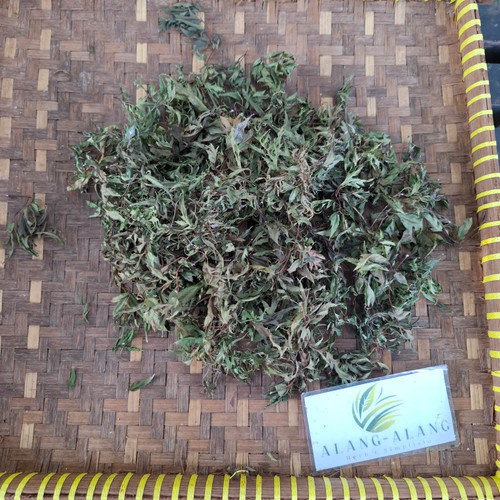 Berlangkas (Polyscias fruticosa) Ming Aralia, 600 Grams