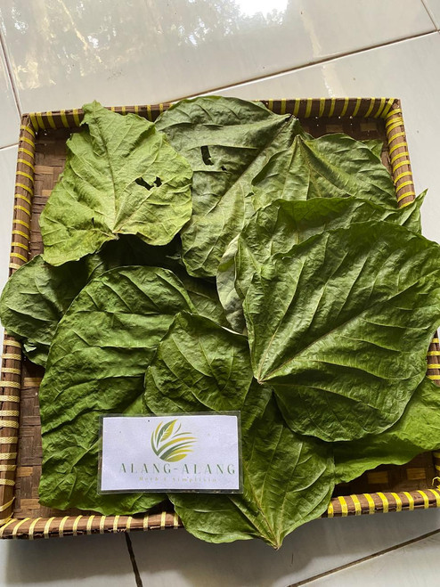Jati putih (Gmelina arborea) White Teak, 780 Grams