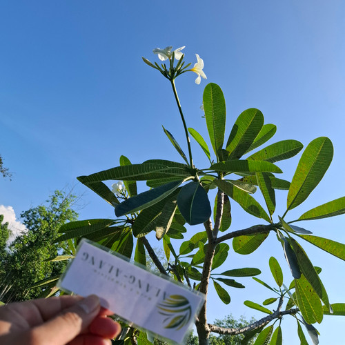 Kamboja - Frangipani Leaves, 90 Grams