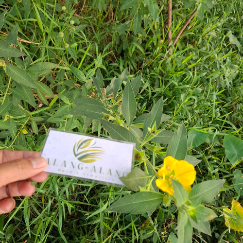 Cacabean (Ludwigia octovalvis) Mexican primrose-willow, 600 Grams