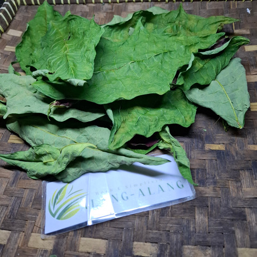 Kastuba (Euphorbia pulcherrima) Poinsettia, 90 Grams